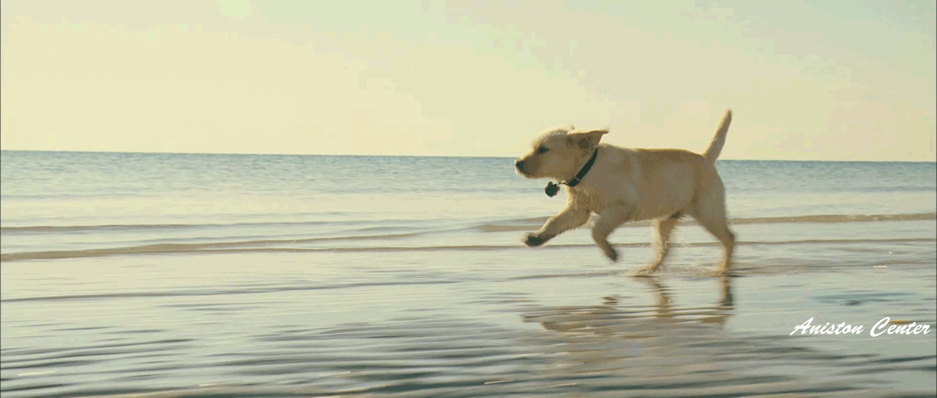 Marley loose on the beach in Miami