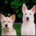 Jennifer Aniston's dogs Norman and Dolly